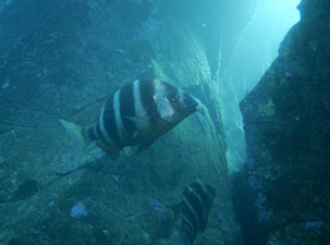 Entdeck Scuba Tauchen Gran Canaria Boat Trips 2026