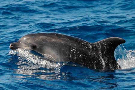 Gui Gui Taxi Boot Ausflug Gran Canaria Boat Trips 2026
