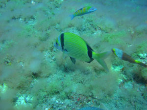 Open Water Level 1 Gran Canaria Boat Trips 2026